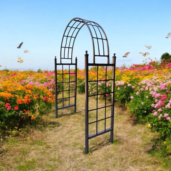 BALL ARBOR (CALIFORNIA)